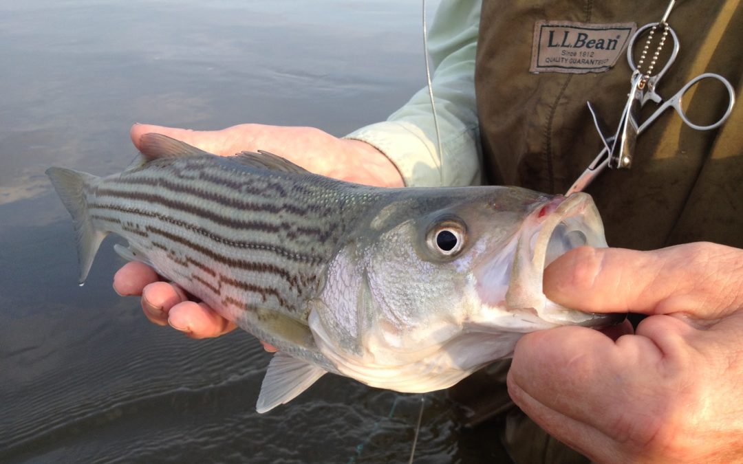 fly-fishing-for-striped-bass-tail-fly-fishing-magazine