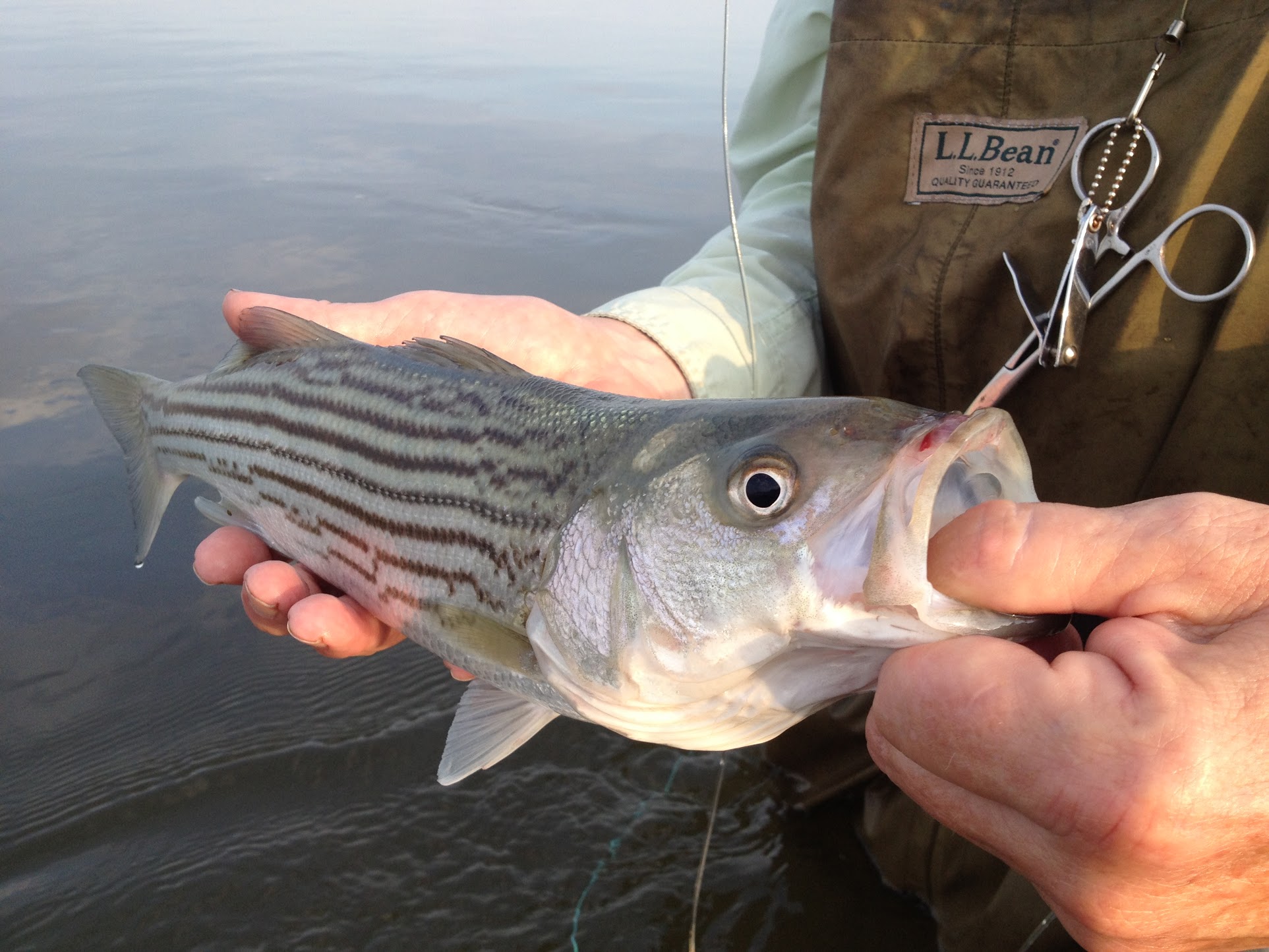 How to Fly Fish for Striped Bass (Setup, Flies, and More) - Guide