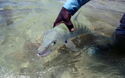 fly fishing for bonefish - Tail Fly Fishing Magazine