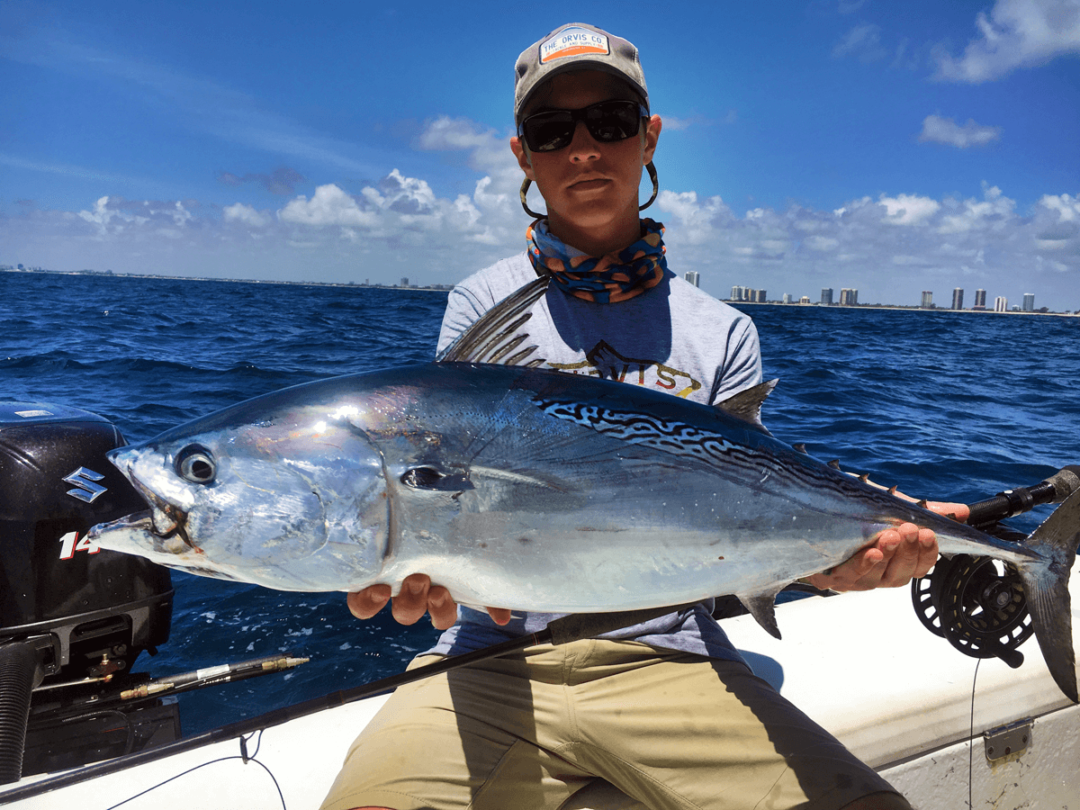 false-albacore-on-the-fly-2