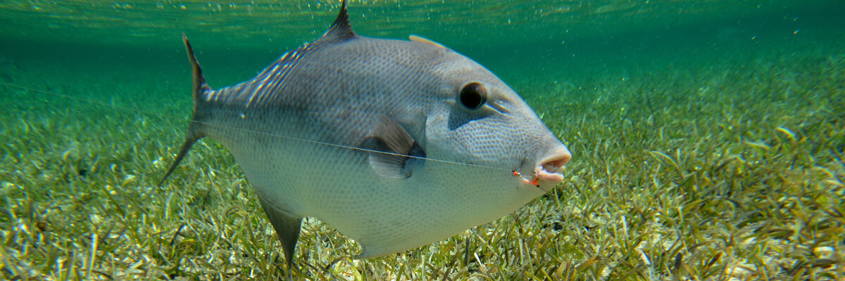 Nautilus Reels, Fingers on the trigger. A very nice triggerfish from the  flats of the Bahamas! Ph: @haydendobbins #flyfishing #flyfish  #nautilusreels